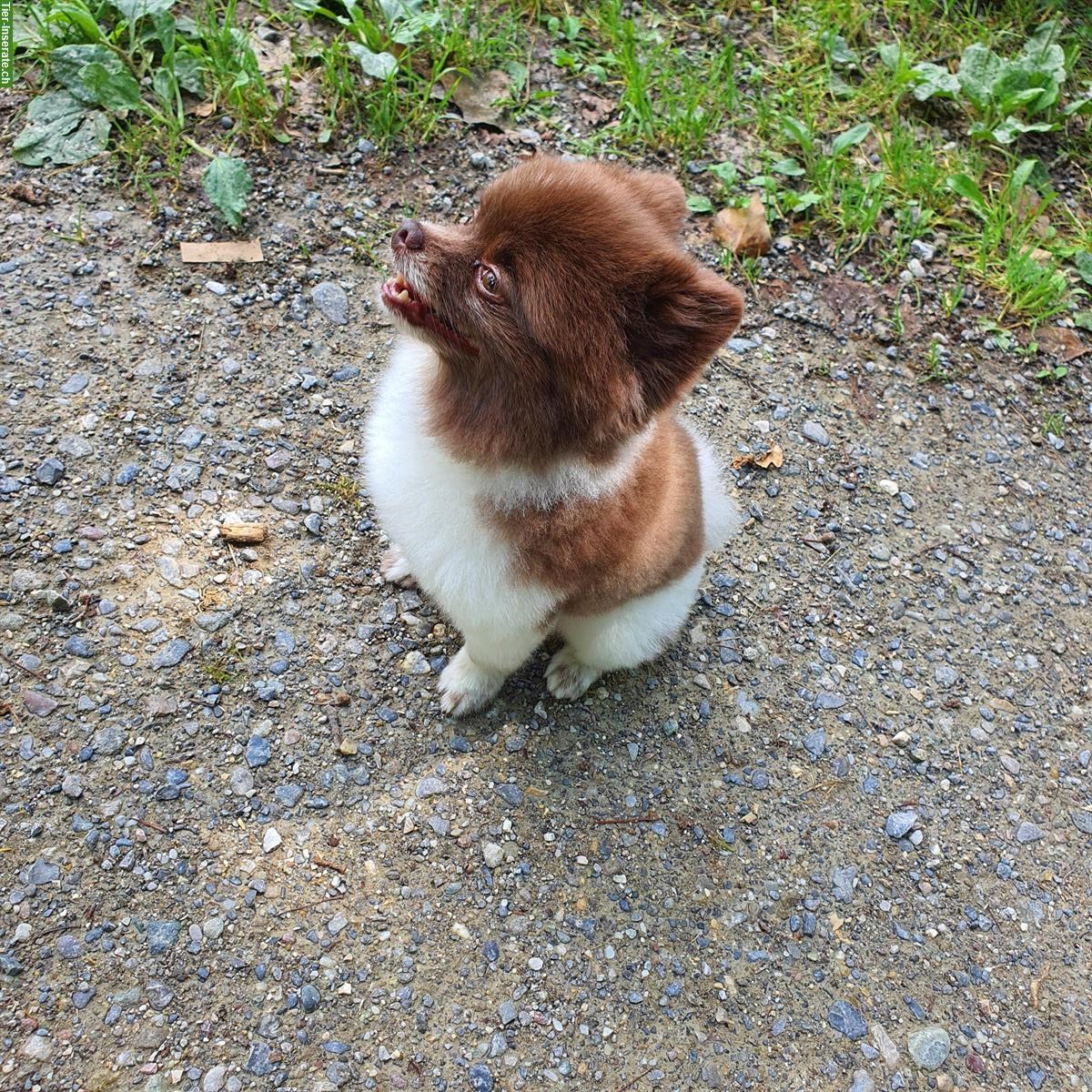 Bild 4: 5-jähriger Spitz Rüde sucht ein Zuhause