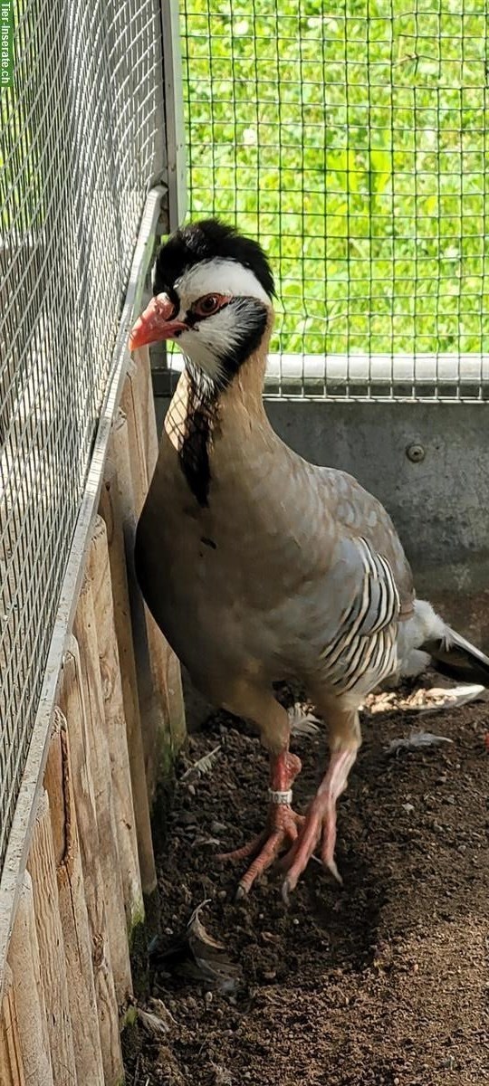 Schwarzkopfsteinhuhn Paar zu verkaufen