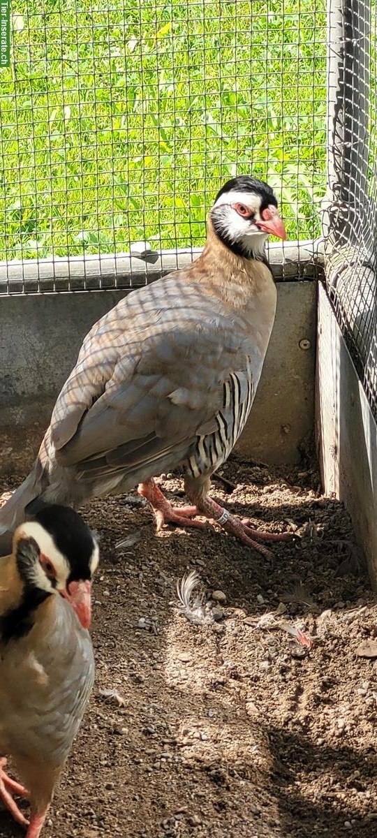 Bild 2: Schwarzkopfsteinhuhn Paar zu verkaufen