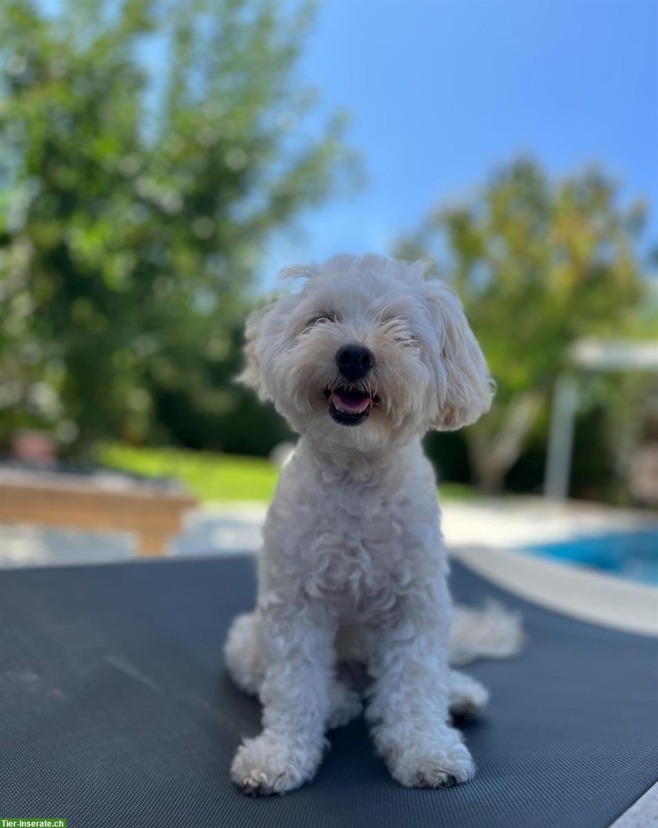 Bild 2: 6-jährige Maltipoo Hündin, Malteser x Pudel Mix