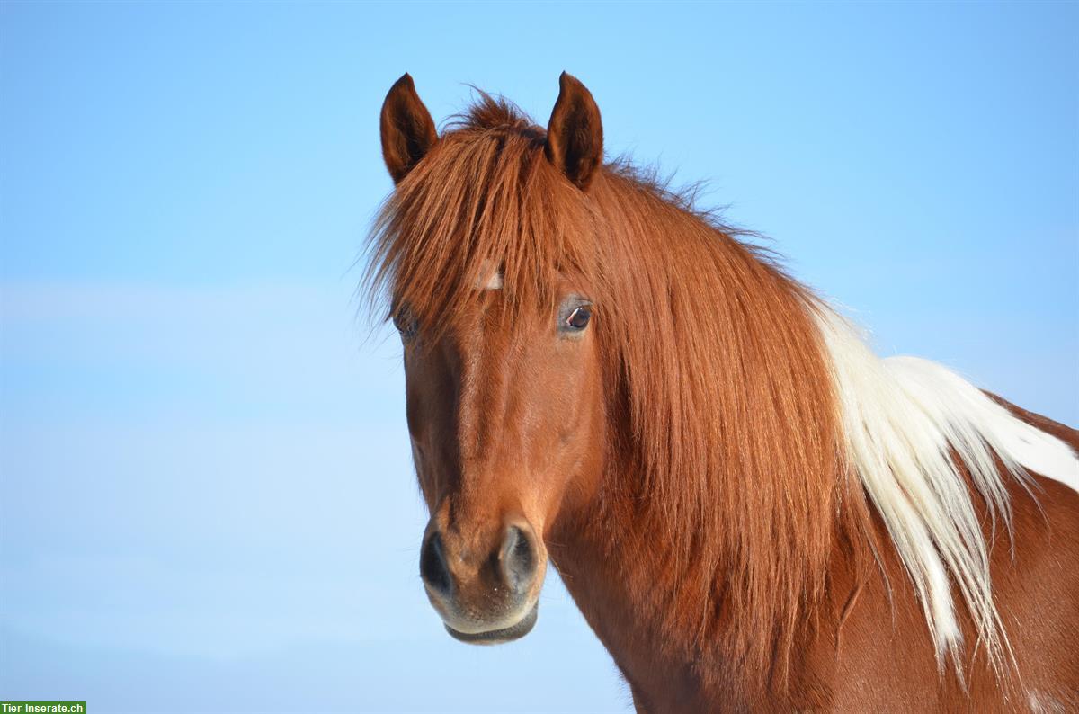 Super lieber Haflinger mix Wallach sucht neues Daheim