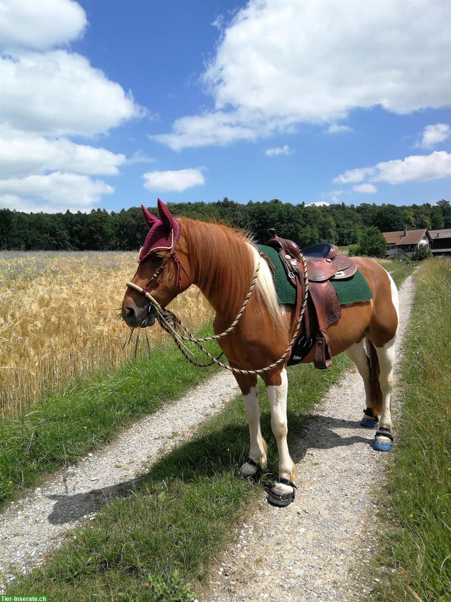 Bild 2: Super lieber Haflinger mix Wallach sucht neues Daheim