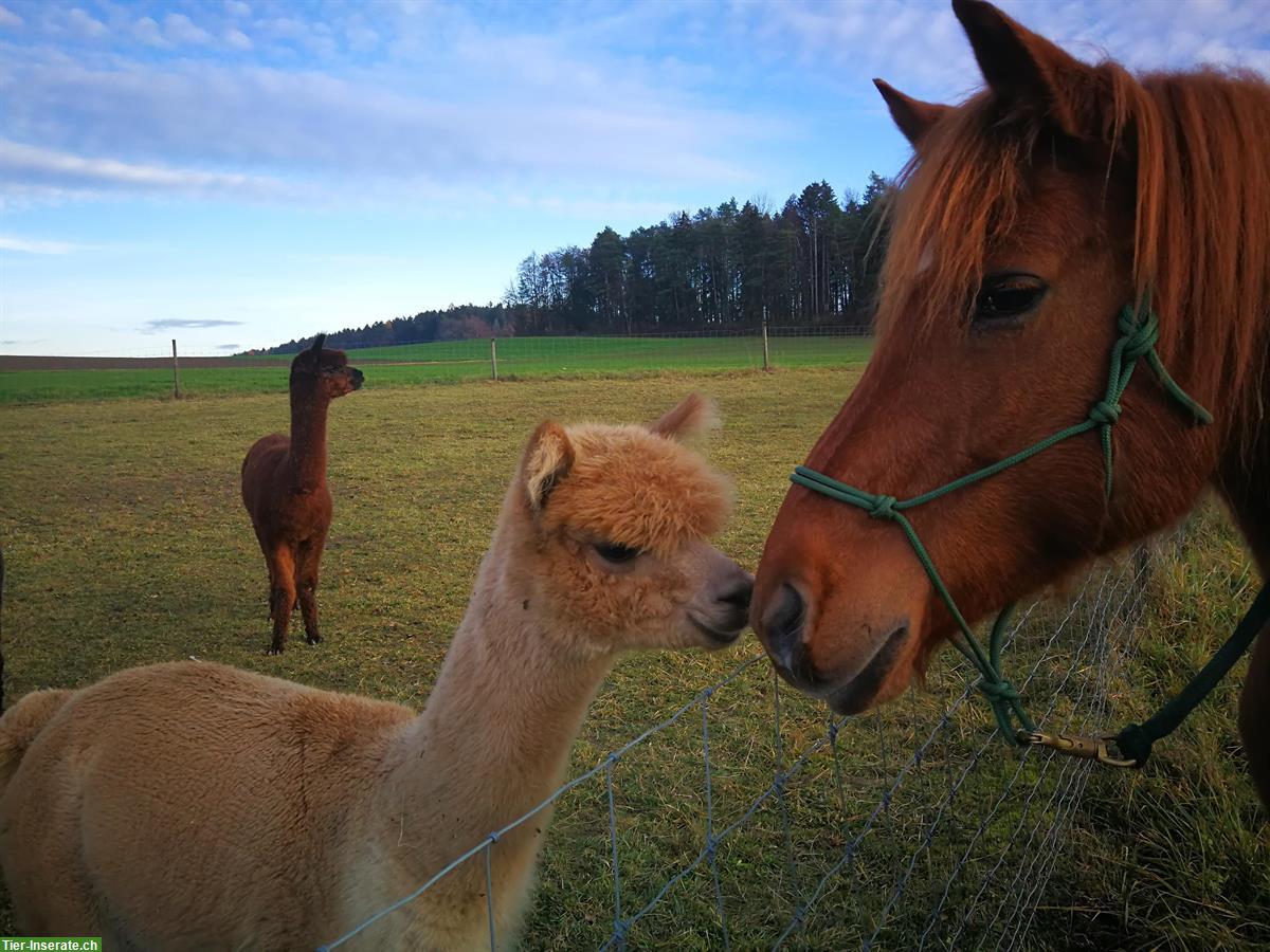 Bild 3: Super lieber Haflinger mix Wallach sucht neues Daheim