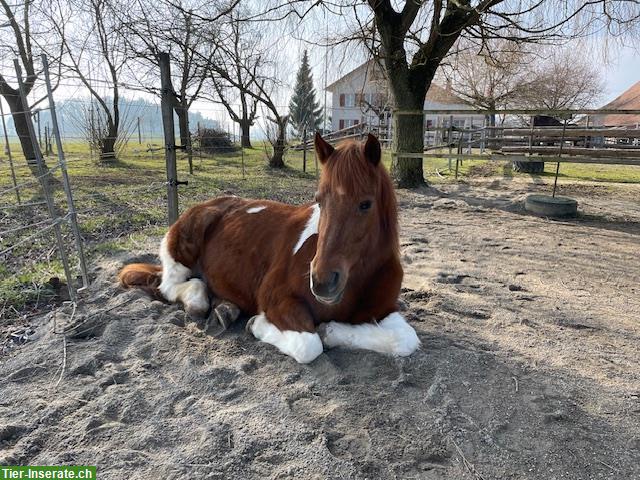 Bild 4: Super lieber Haflinger mix Wallach sucht neues Daheim