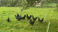 Ayam Cemani Hennen und Hahn zu verkaufen