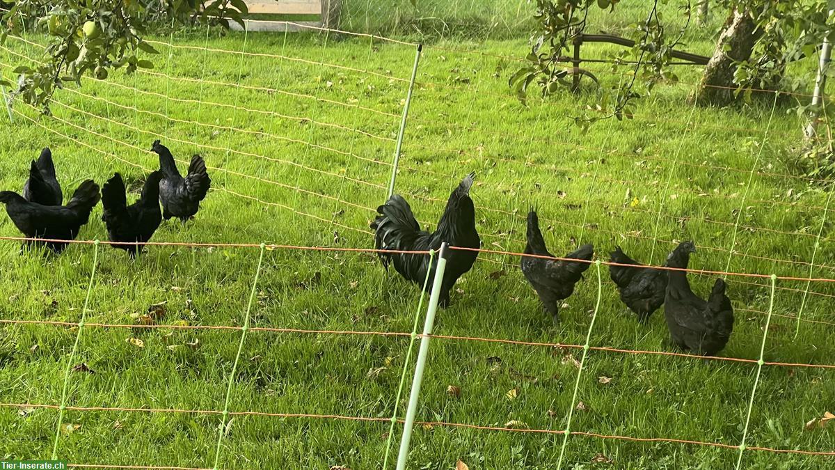 Bild 2: Ayam Cemani Hennen und Hahn zu verkaufen
