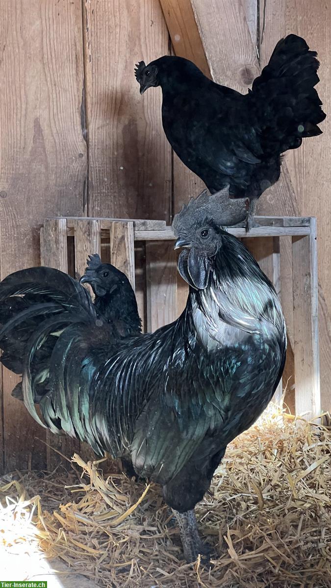 Bild 3: Ayam Cemani Hennen und Hahn zu verkaufen