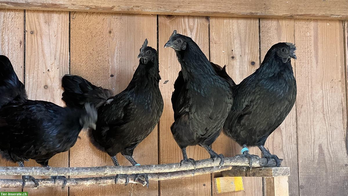 Bild 5: Ayam Cemani Hennen und Hahn zu verkaufen