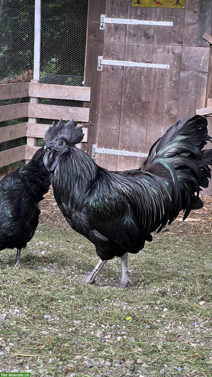Bild 6: Ayam Cemani Hennen und Hahn zu verkaufen