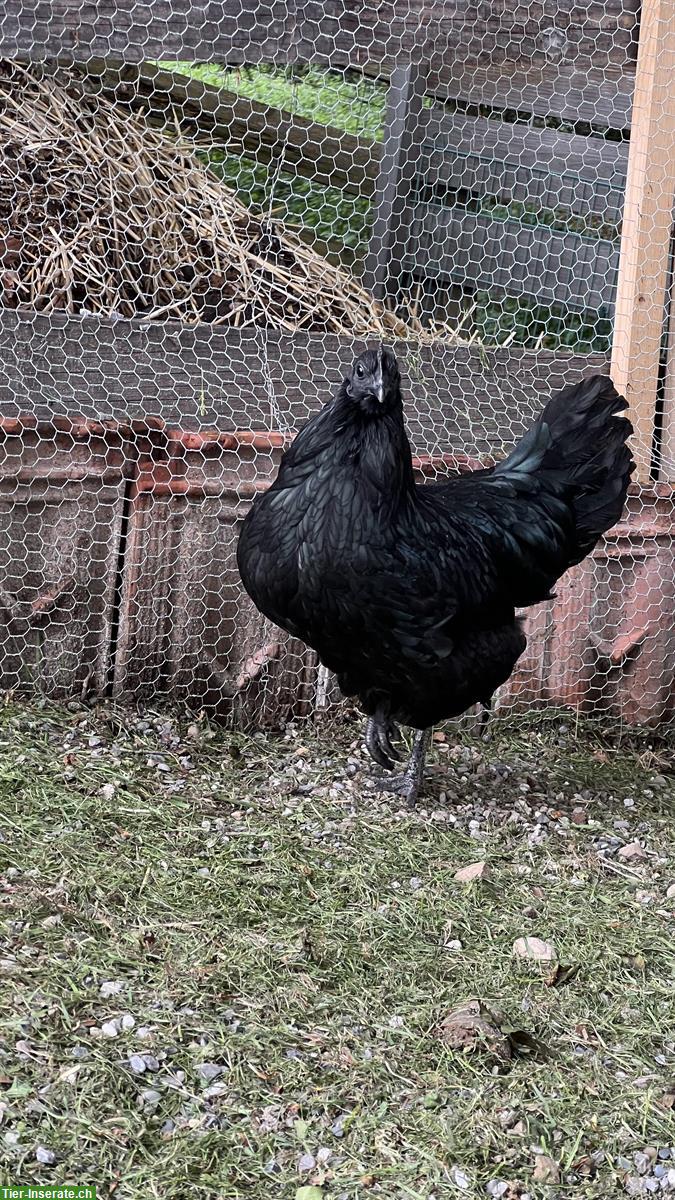 Bild 7: Ayam Cemani Hennen und Hahn zu verkaufen