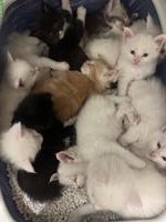 Verschmuste Maine Coon Kitten mit Stammbaum