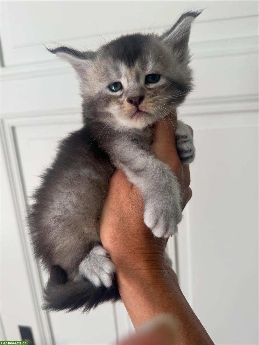 Bild 2: Verschmuste Maine Coon Kitten mit Stammbaum