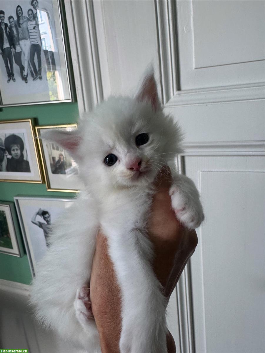 Bild 3: Verschmuste Maine Coon Kitten mit Stammbaum
