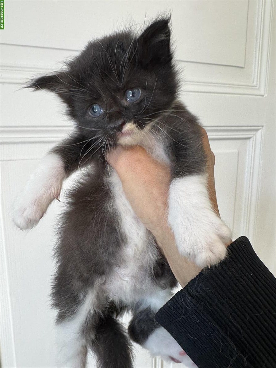 Bild 5: Verschmuste Maine Coon Kitten mit Stammbaum