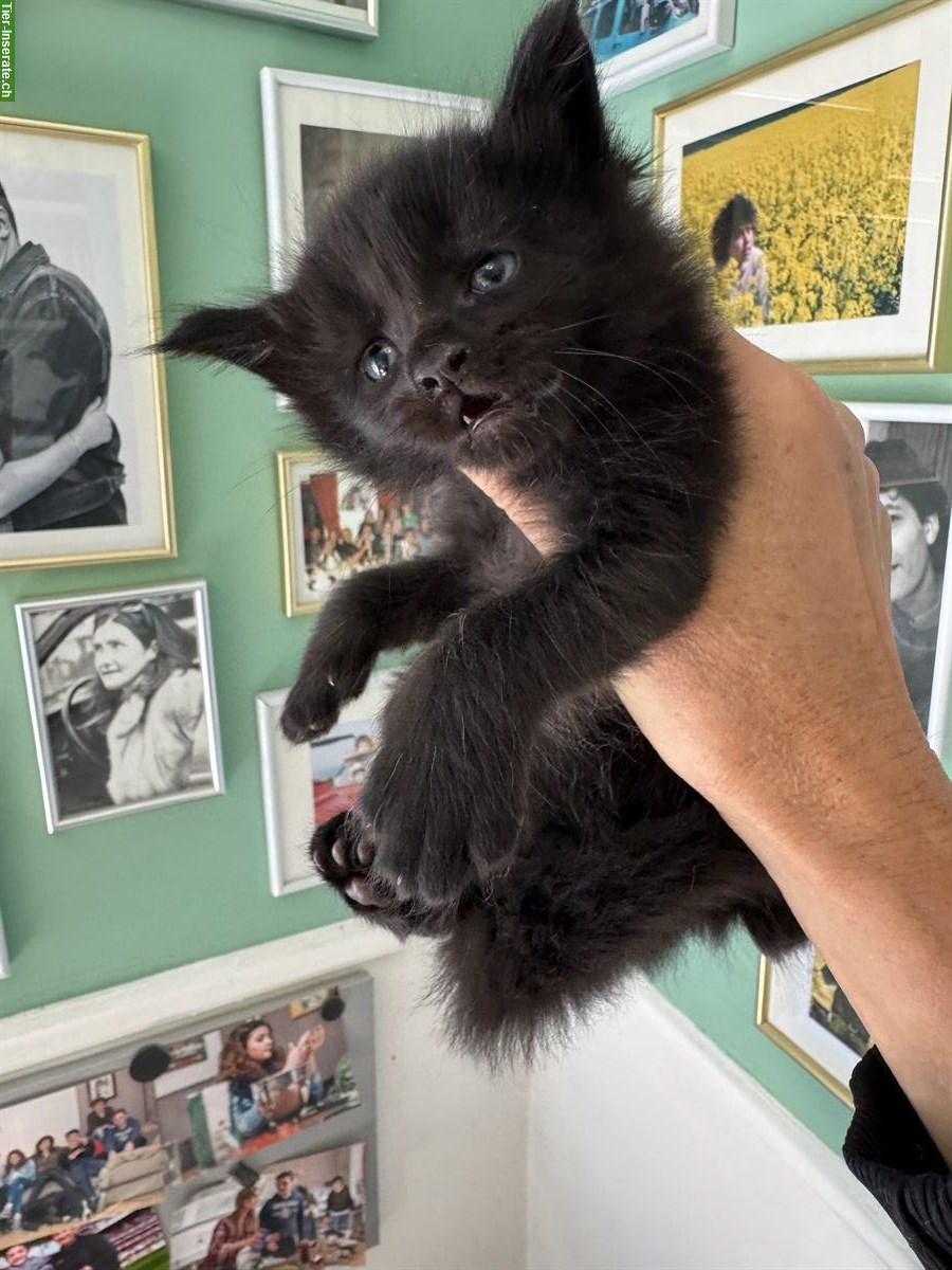Bild 6: Verschmuste Maine Coon Kitten mit Stammbaum