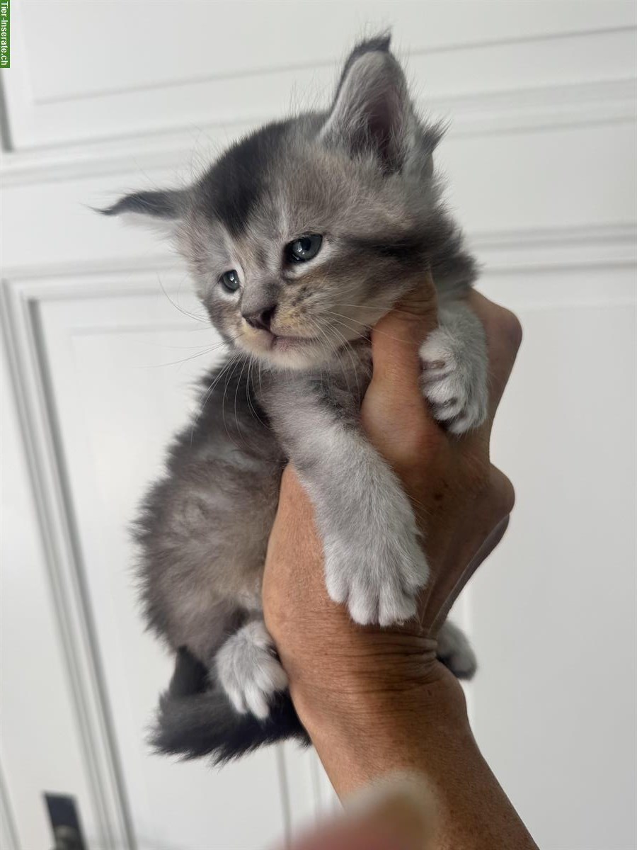 Bild 7: Verschmuste Maine Coon Kitten mit Stammbaum