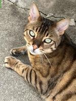 Liebenswerter Bengal Kater sucht neues Zuhause
