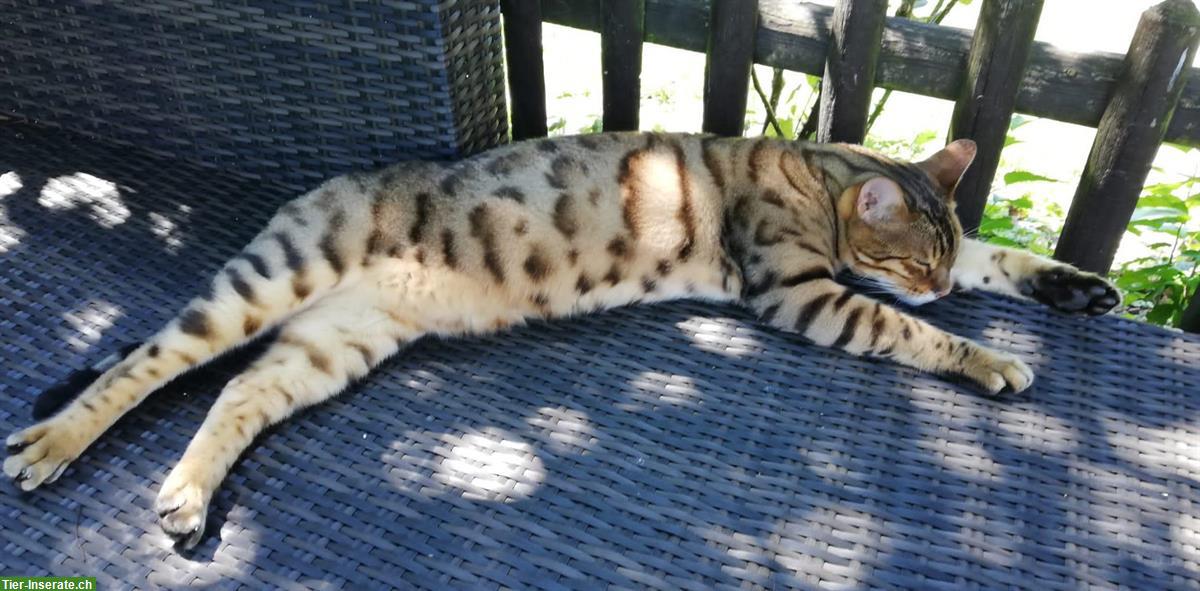 Bild 2: Liebenswerter Bengal Kater sucht neues Zuhause
