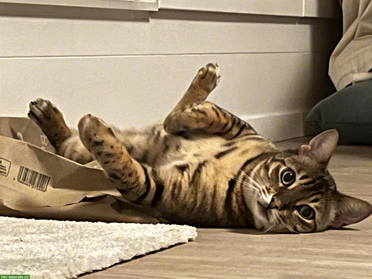 Bild 3: Liebenswerter Bengal Kater sucht neues Zuhause