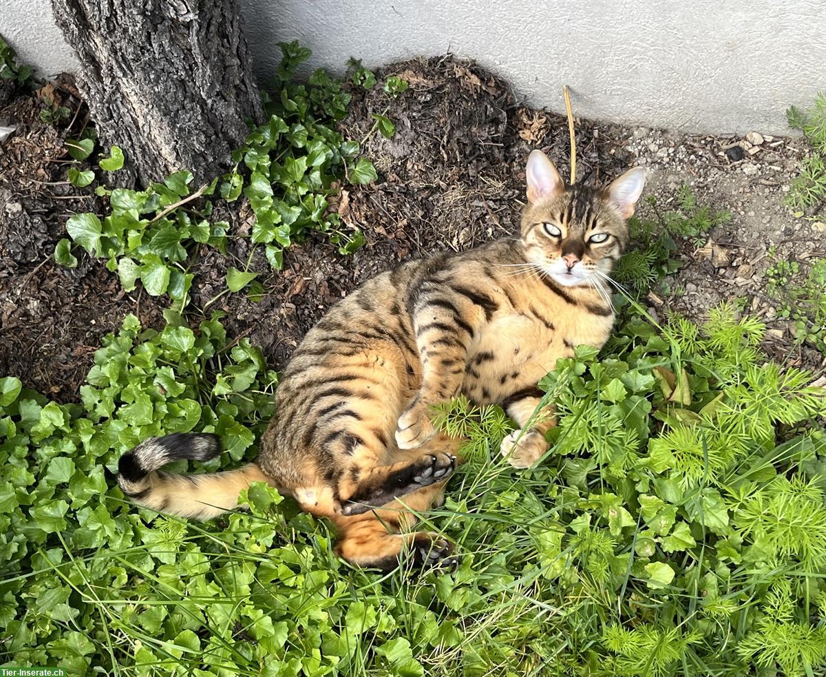 Bild 4: Liebenswerter Bengal Kater sucht neues Zuhause