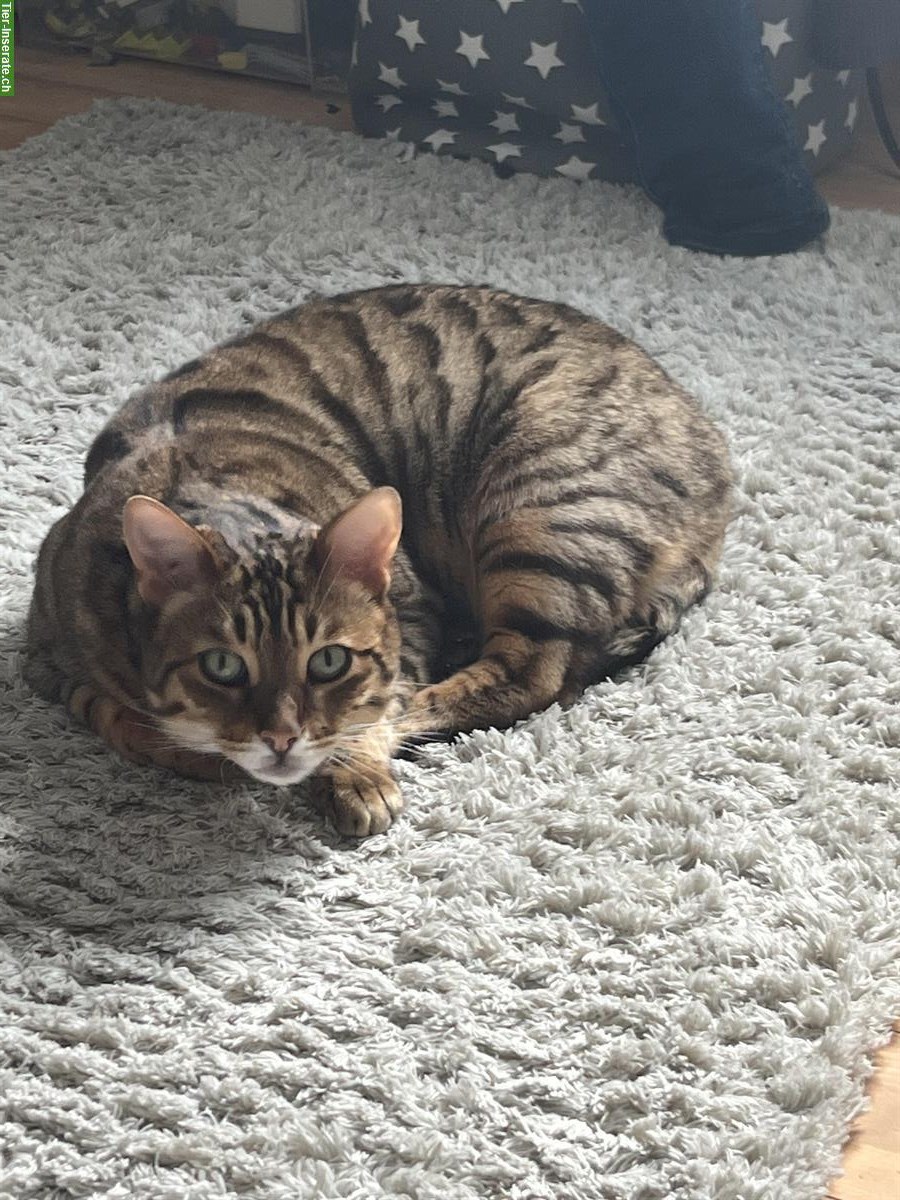 Bild 5: Liebenswerter Bengal Kater sucht neues Zuhause