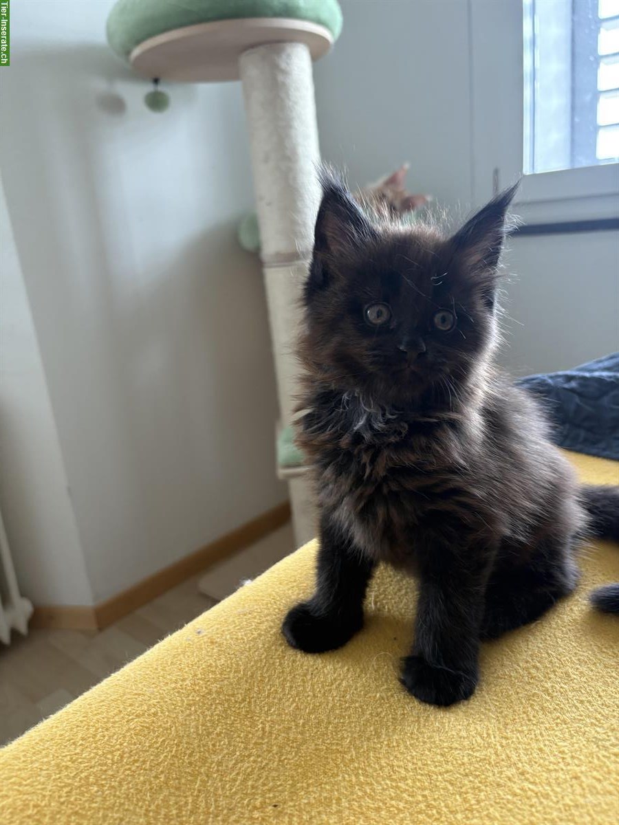 Maine Coon Kitten Kater reinrassig mit Stammbaum