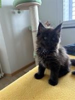 Maine Coon Kitten Kater reinrassig mit Stammbaum