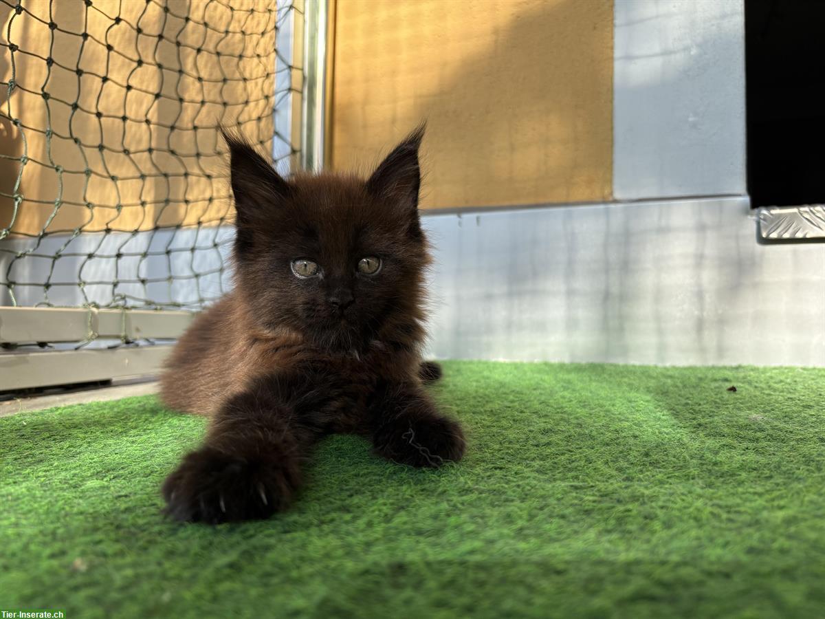 Bild 2: Maine Coon Kitten Kater reinrassig mit Stammbaum