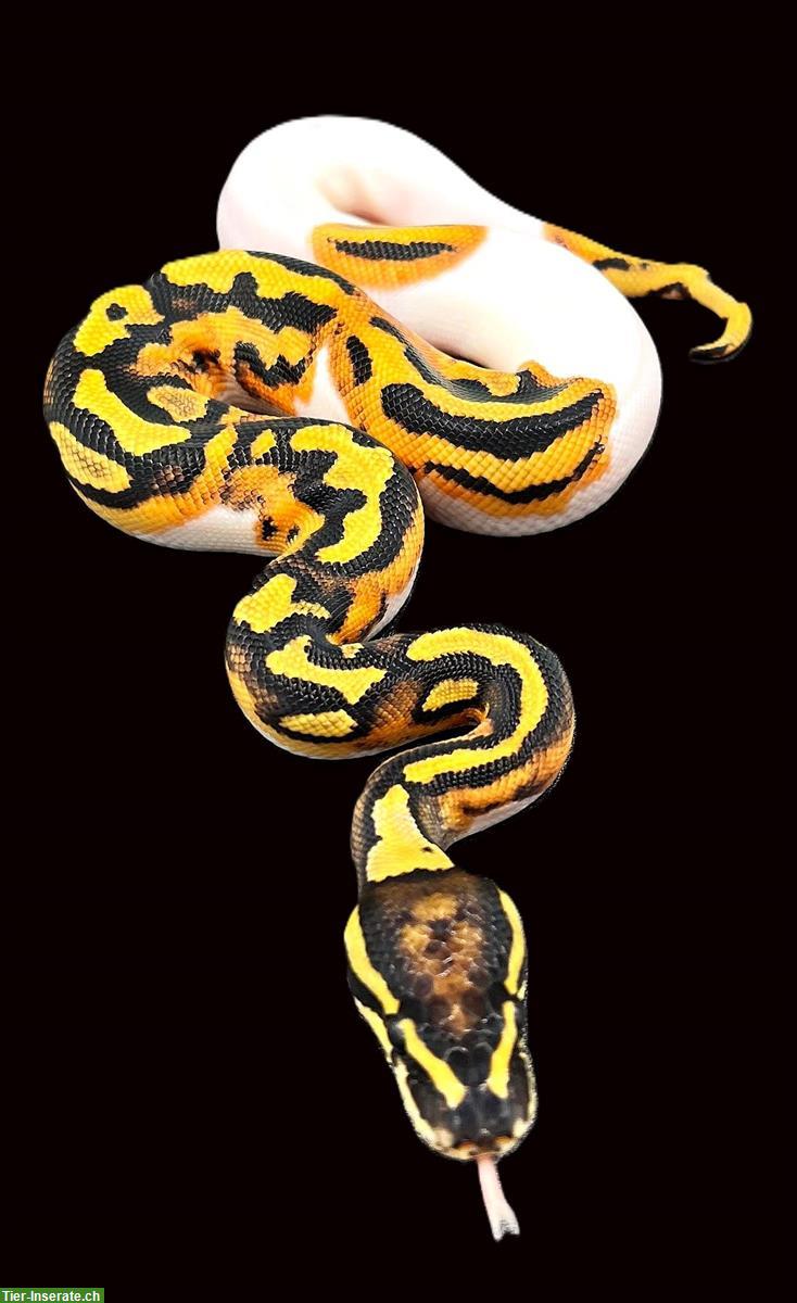Königspython 1.0 Piebald, Het 66% Lavender Albino 2025