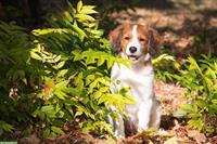 Kooikerhondje Welpe (männlich) sucht seine Familie