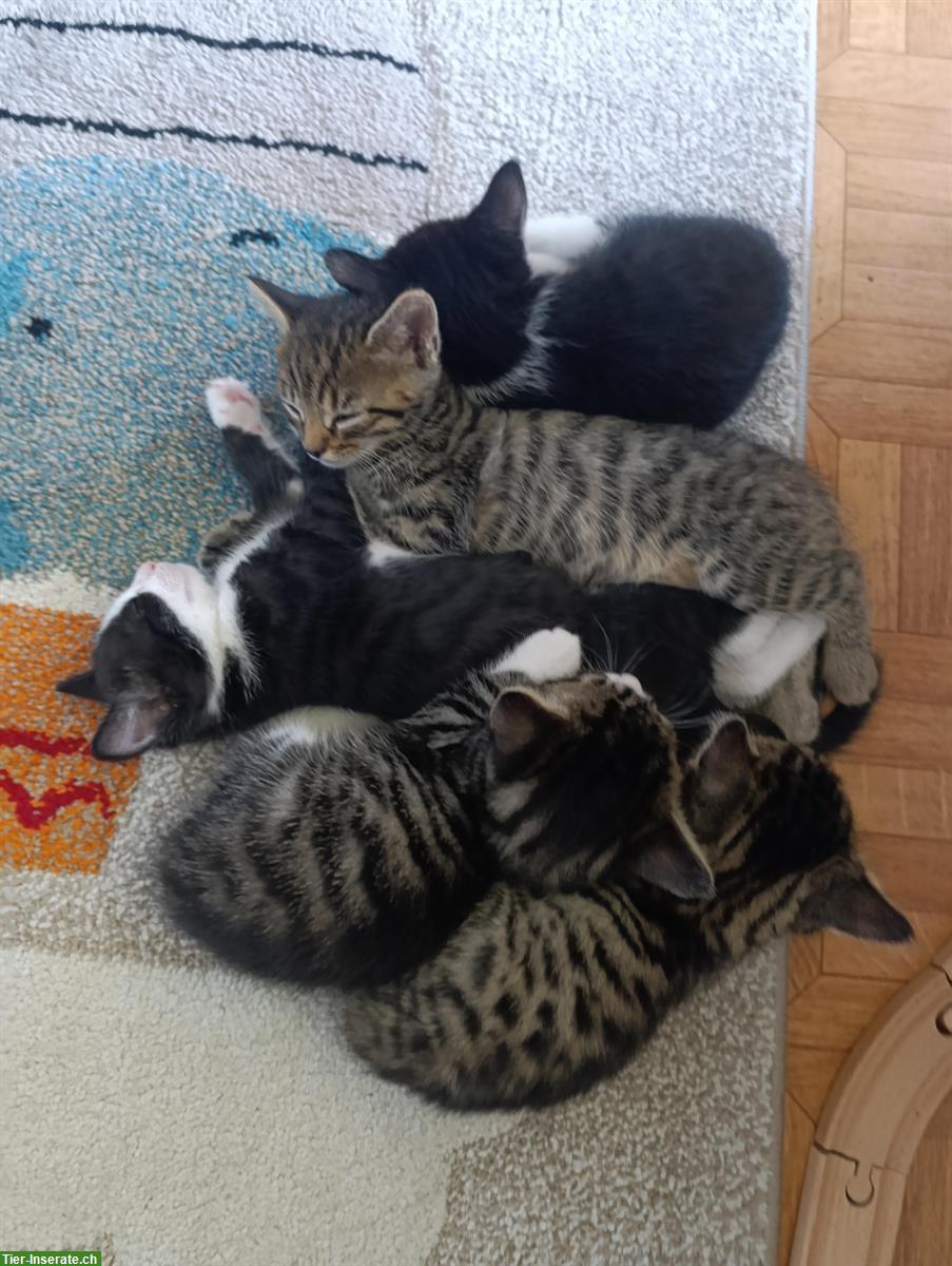 Junge Katzen, stubenrein, zahm und sehr verspielt