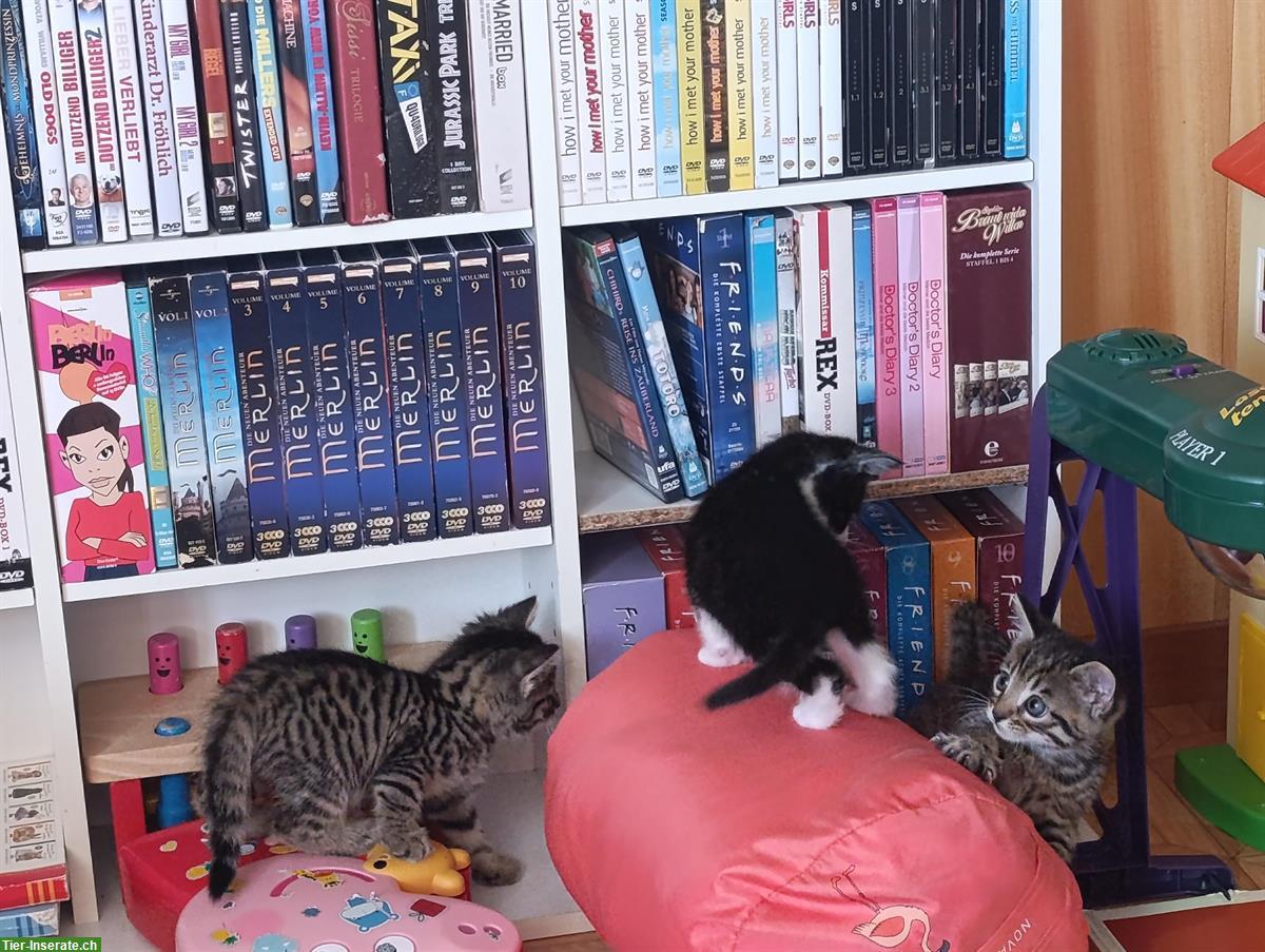 Bild 2: Junge Katzen, stubenrein, zahm und sehr verspielt