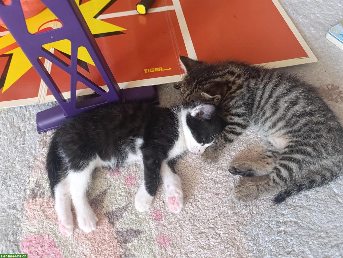 Bild 3: Junge Katzen, stubenrein, zahm und sehr verspielt