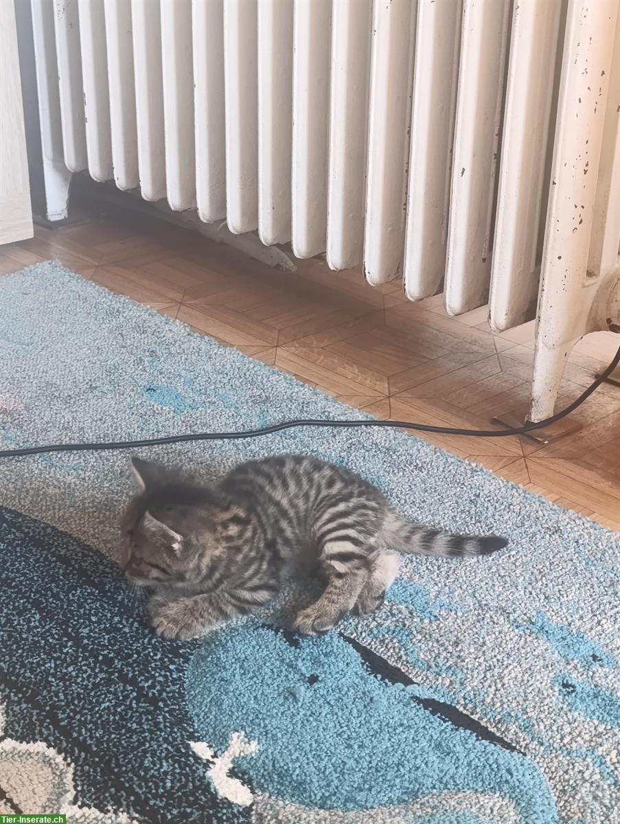 Bild 4: Junge Katzen, stubenrein, zahm und sehr verspielt