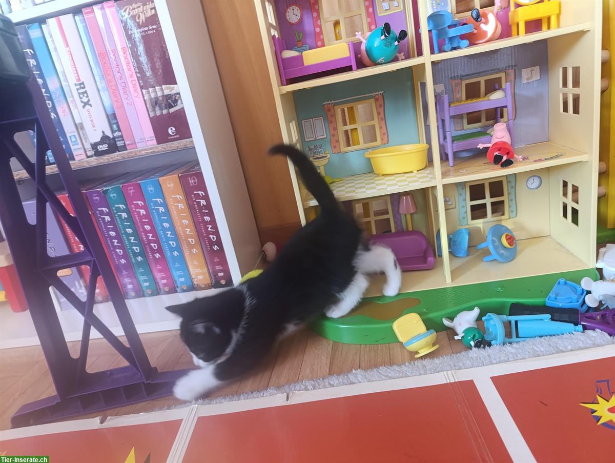 Bild 5: Junge Katzen, stubenrein, zahm und sehr verspielt