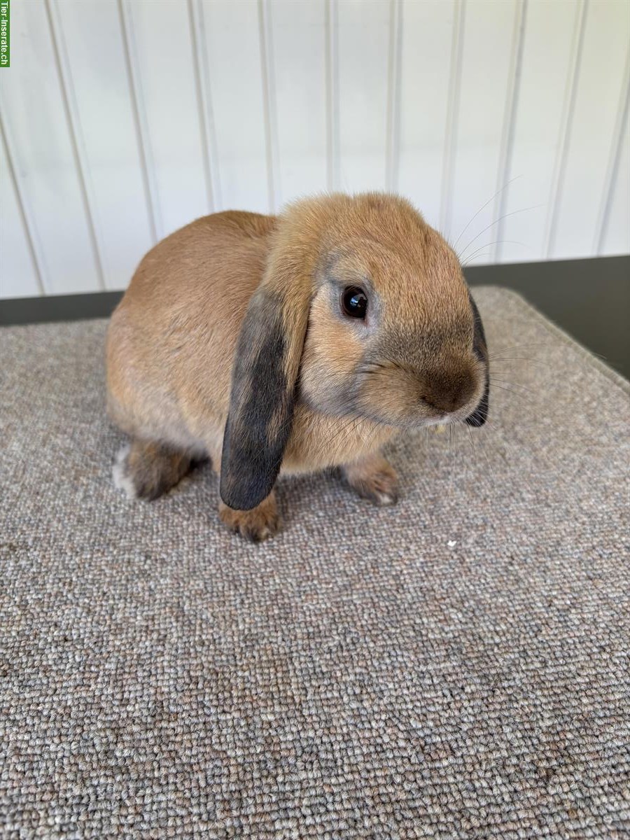 Zwergwidder Kaninchen Zibben zu verkaufen