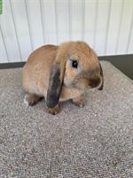 Zwergwidder Kaninchen Zibben zu verkaufen