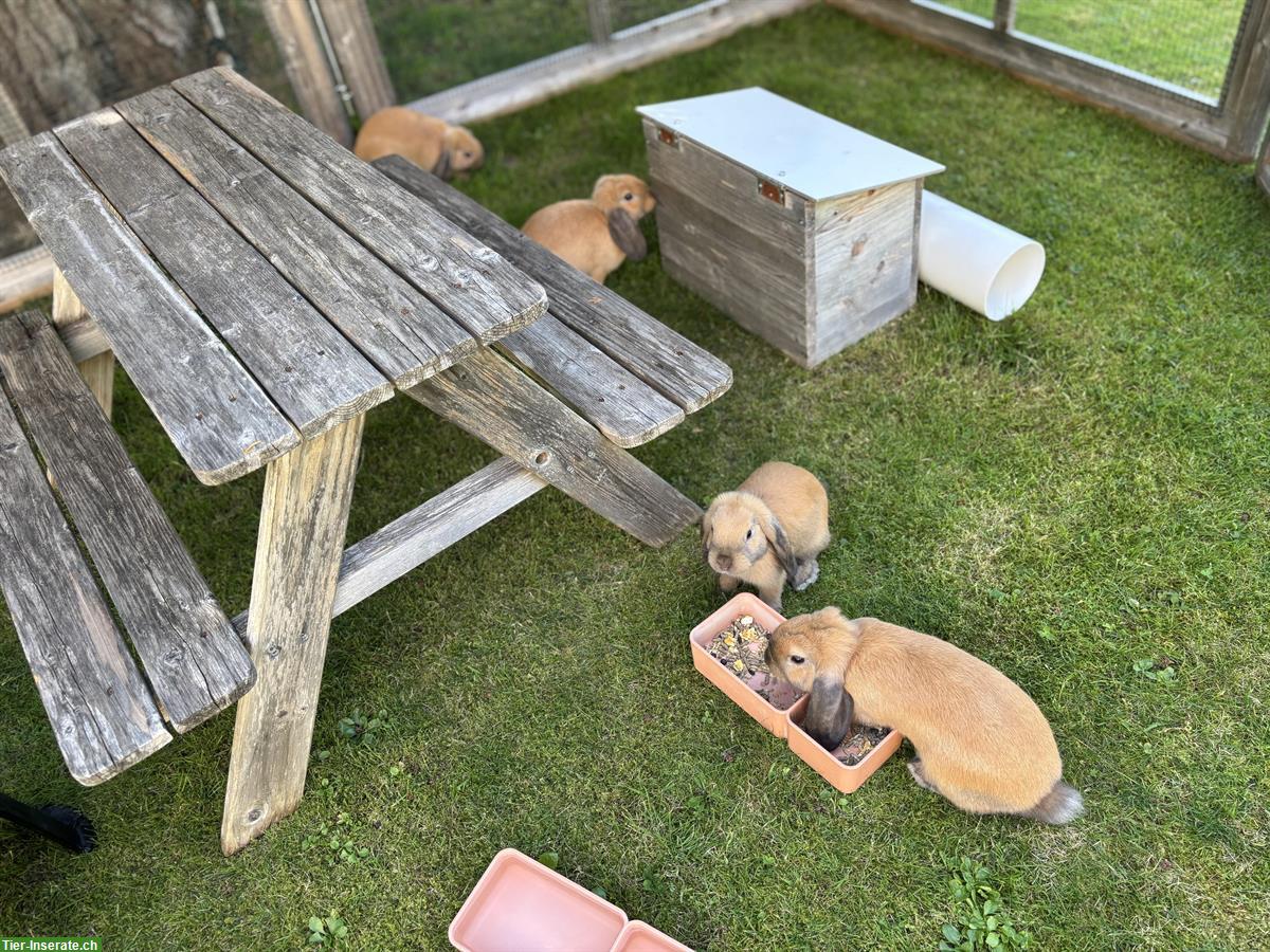 Bild 5: Zwergwidder Kaninchen Zibben zu verkaufen
