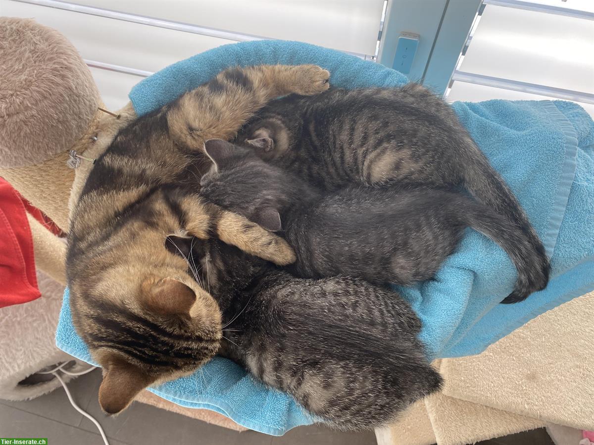 3 junge Kater Kitten suchen ein Zuhause