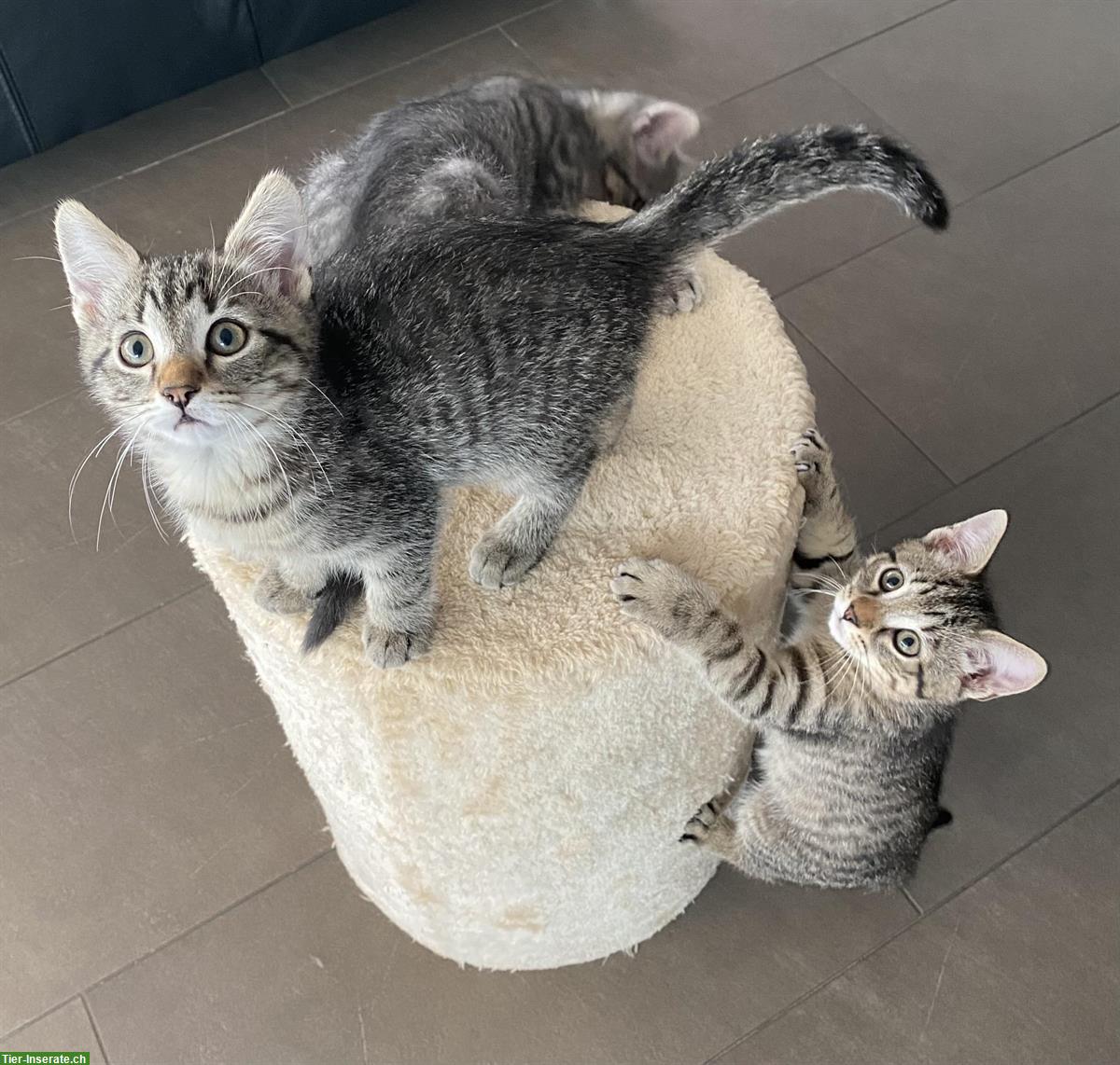 Bild 2: 3 junge Kater Kitten suchen ein Zuhause