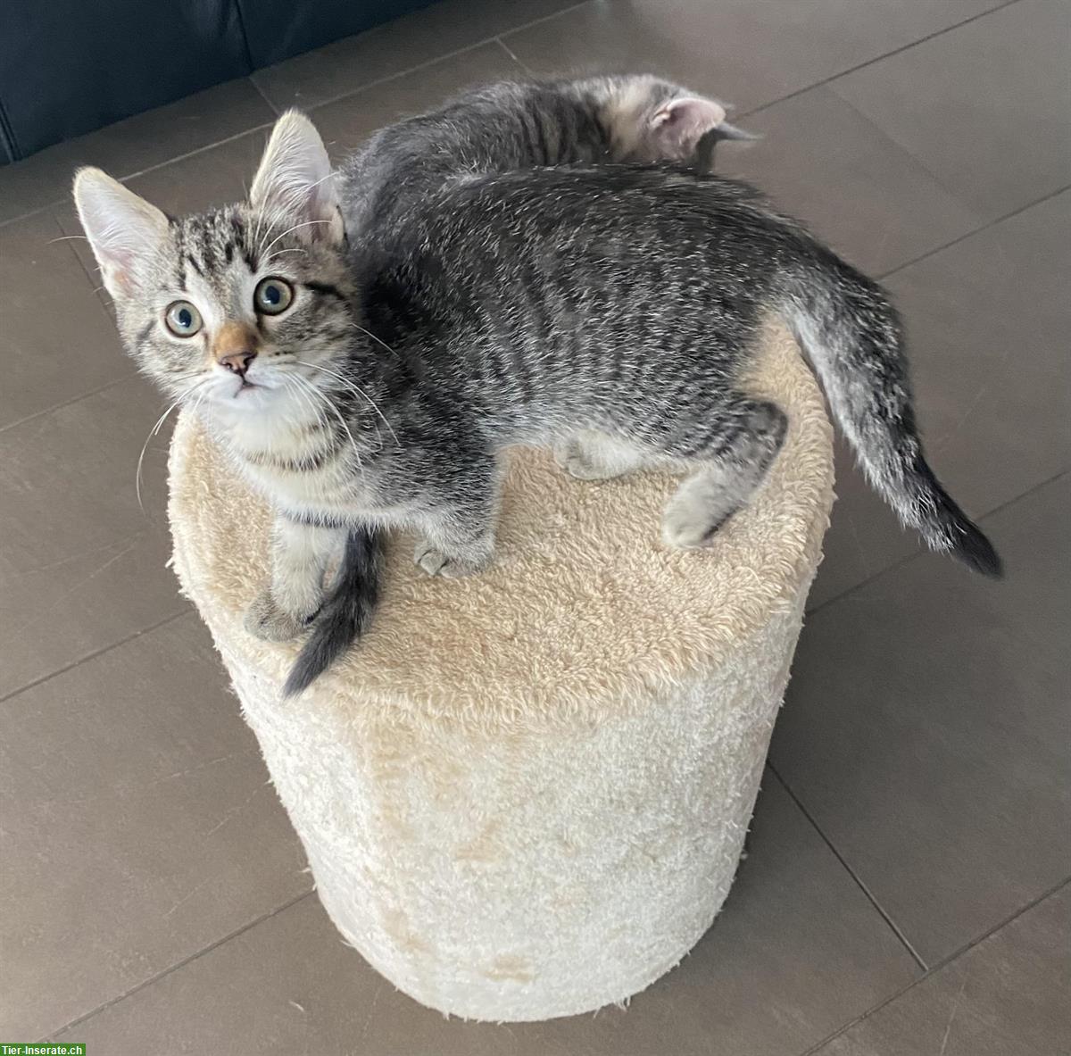 Bild 3: 3 junge Kater Kitten suchen ein Zuhause
