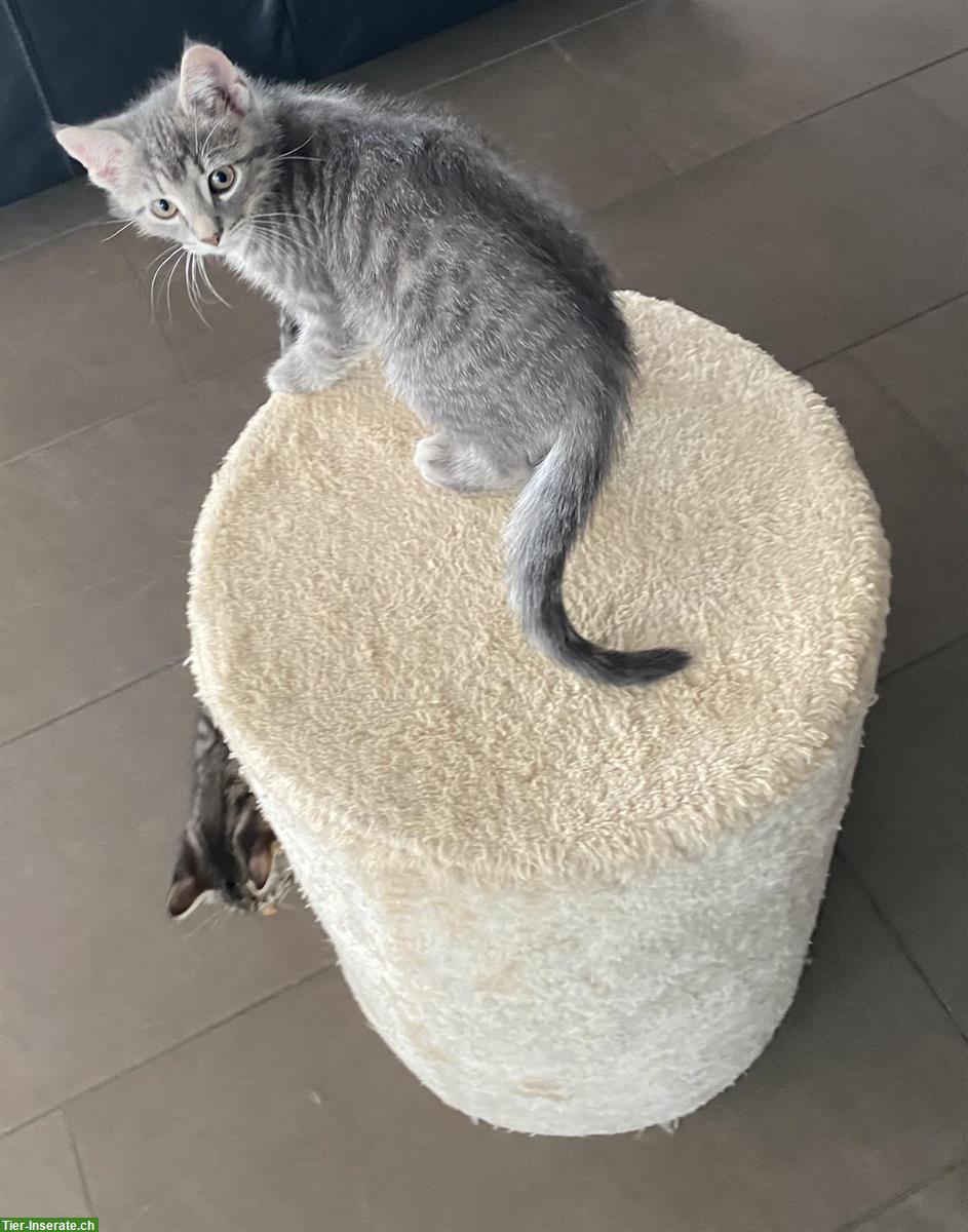 Bild 4: 3 junge Kater Kitten suchen ein Zuhause