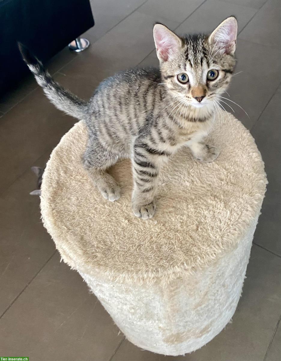 Bild 5: 3 junge Kater Kitten suchen ein Zuhause