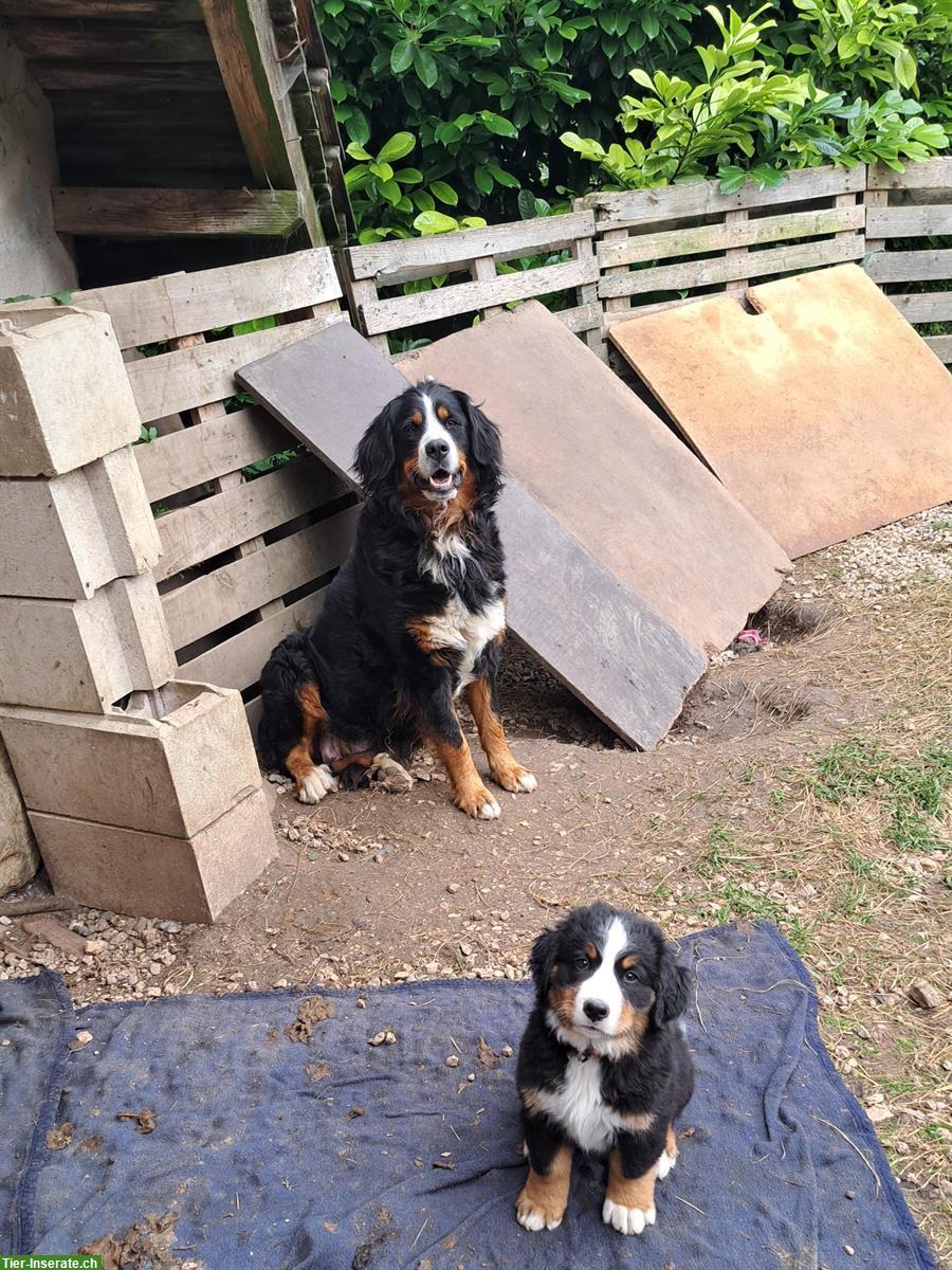 Reinrassige Berner Sennenhund Welpen