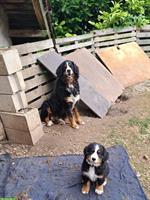 Reinrassige Berner Sennenhund Welpen