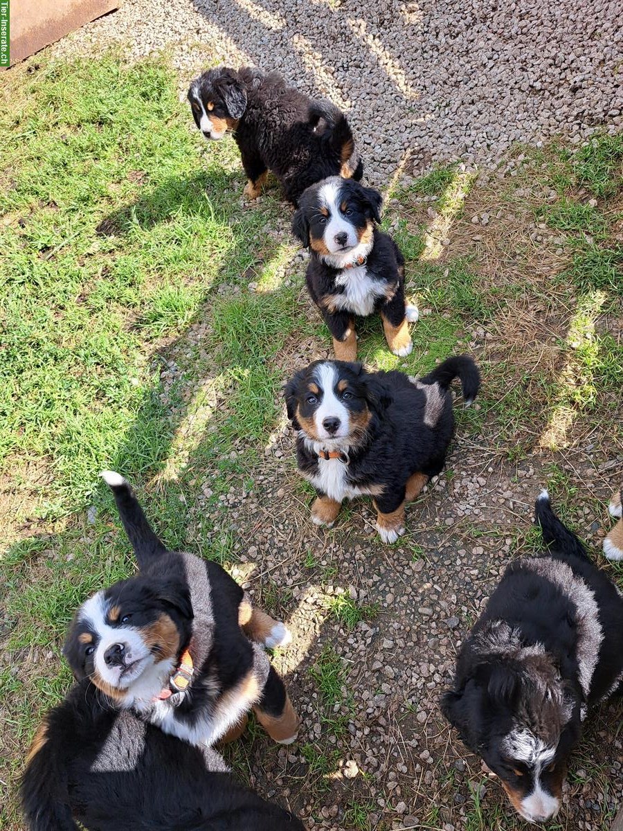 Bild 2: Reinrassige Berner Sennenhund Welpen