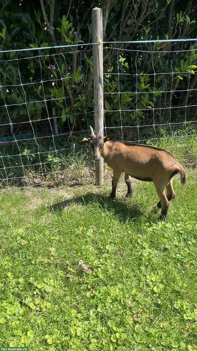 Bild 2: Gemsfarbige Gebirgsziegenbock zu verkaufen