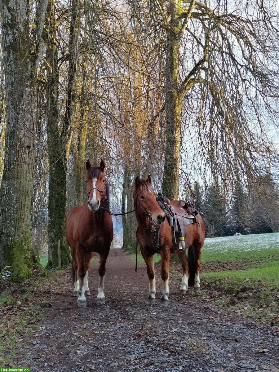 Freizeit-Reiten mit Handpferd 🐴 2 Pferde suchen dich/euch