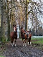 Freizeit-Reiten mit Handpferd 🐴 2 Pferde suchen dich/euch