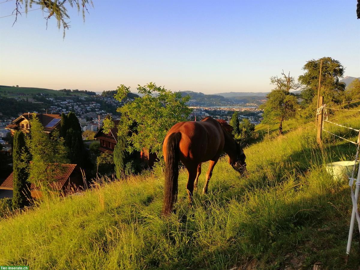 Bild 2: Freizeit-Reiten mit Handpferd 🐴 2 Pferde suchen dich/euch